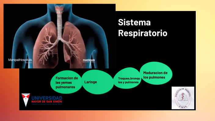 formacio del sistema respiratorio by lolita dodito