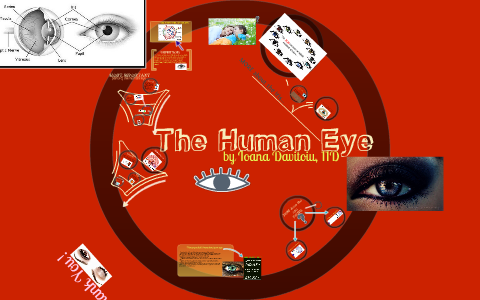 THE HUMAN EYE by Ioana Davitoiu on Prezi