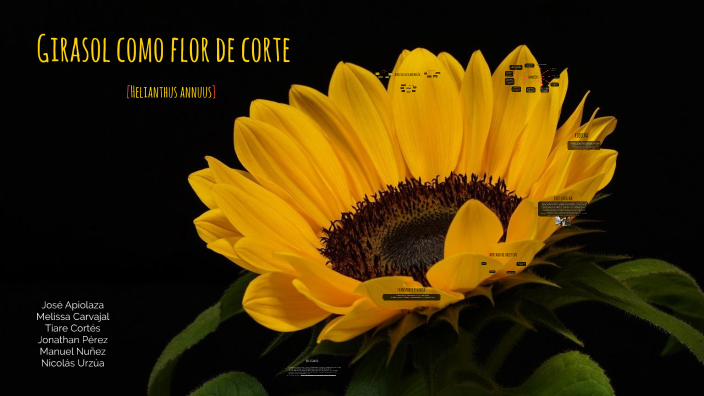 Girasol - Flor de corte by nicolas urzua on Prezi Next