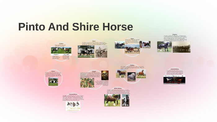 Pinto And Shire Horse by Courtney Bokemper on Prezi