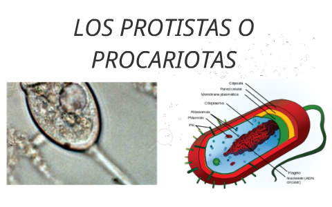 LS CAMINOS EVOLUTIVOS DE LOS ORGANISMOS DE LAS PLANTAS by alejandra ...