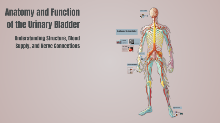 Anatomy and Function of the Urinary Bladder by Mary Joy on Prezi