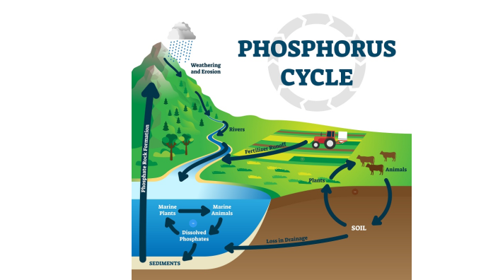 phos cycle by Alycia Munoz