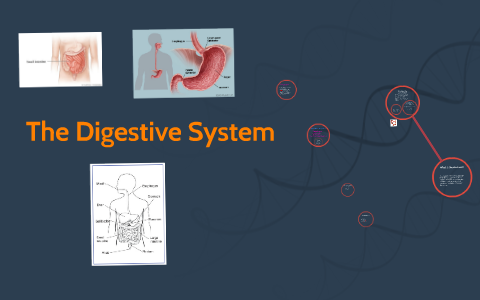The Digestive System by on Prezi
