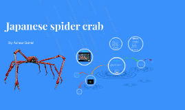 Japanese Spider Crab By Ashour Daniel