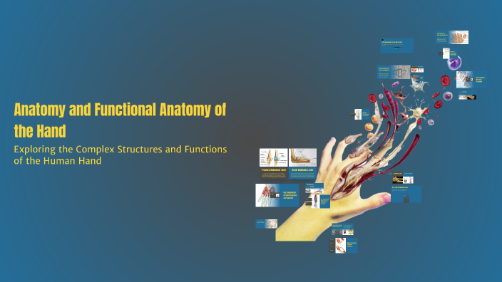 Anatomy and Functional Anatomy of the Hand by nawab hashemi on Prezi