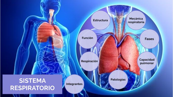 SISTEMA RESPIRATORIO by Valentina Pardo Gallego on Prezi