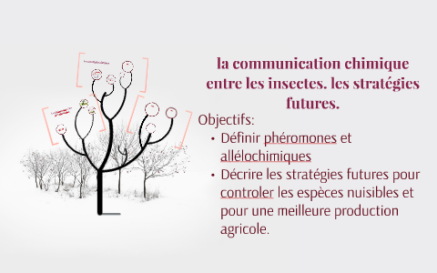 la communication chimique entre les insectes. les stratégies by chadia ...