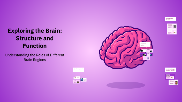Exploring the Brain: Structure and Function by Muhammad Muhammad on Prezi