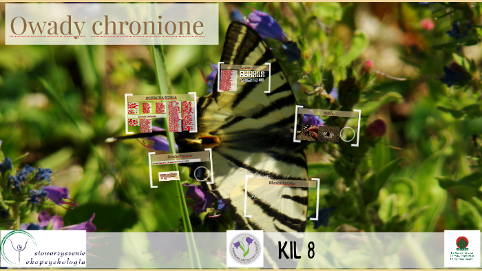 Owady Chronione W Polsce Prezentacja Owady chronione by Piotr Kutiak on Prezi