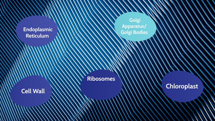 plant cell and animal cell by Norey Bradley on Prezi