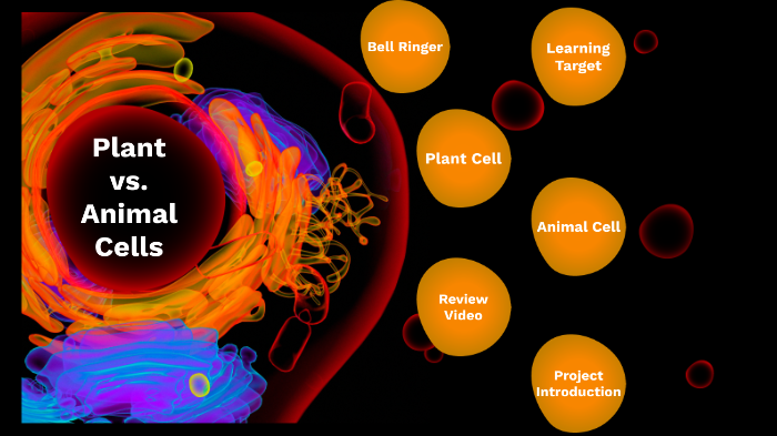 Structures of Plant and Animal Cells by Marikathryn Wegeleben on Prezi