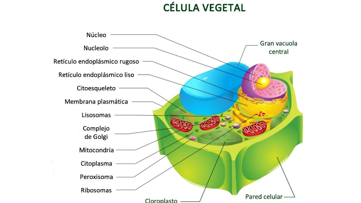 célula eucarionte vegetal by Briggitte .. on Prezi
