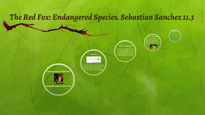 The Red Fox: Endangered Species. Sebastian Sanchez 11.3 by Sebastian