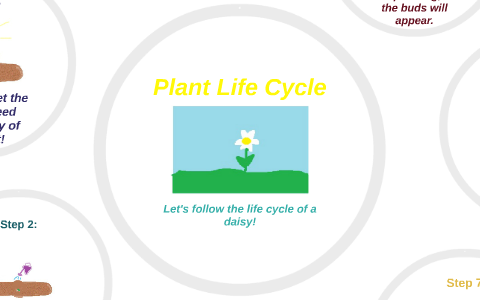 The Plant Life Cycle of a Daisy by Nicole Bish on Prezi