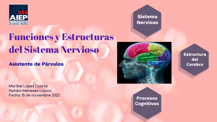 Funciones y Estructuras del sistema nervioso by Natalia Valeska Meneses ...