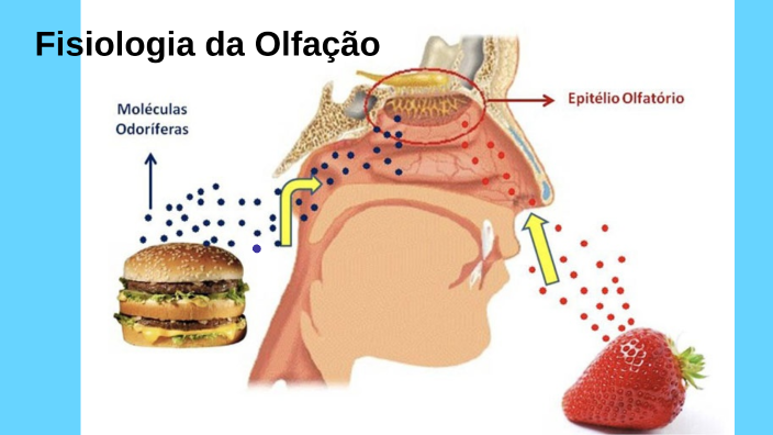 Fisiologia da Olfação by Pedro Zago on Prezi