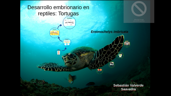 Desarrollo embrionario en reptiles: Tortugas by Sebas Valverde on Prezi