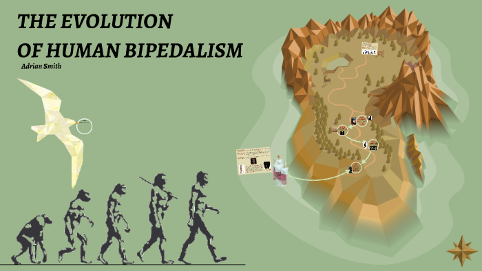 The Evolution Of Human Bipedalism By Adrian Smith