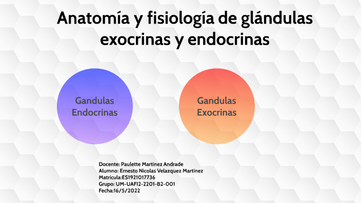 Anatomía Y Fisiología De Glándulas Exocrinas Y Endocrinas By Nestorevil ...