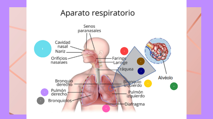 Sistema respiratorio by Montalvo Proaño Darla Miroslava