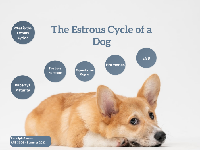 The Estrous Cycle of a Dog by Rudolph Givens on Prezi