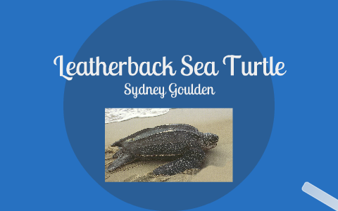 Leatherback Sea Turtle by Sydney Goulden on Prezi