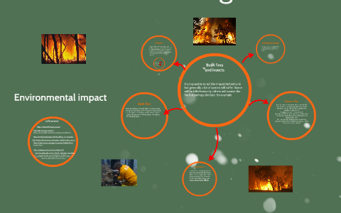 Environmental impact of Bush Fires by tommie glover on Prezi