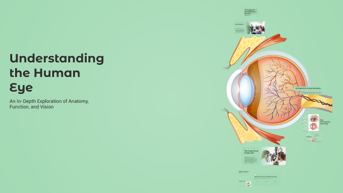 Understanding the Human Eye by Aalya Madhok on Prezi