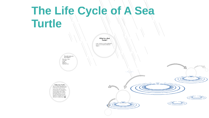 The Life Cycle of A Sea Turtle by Elyssa Chimal