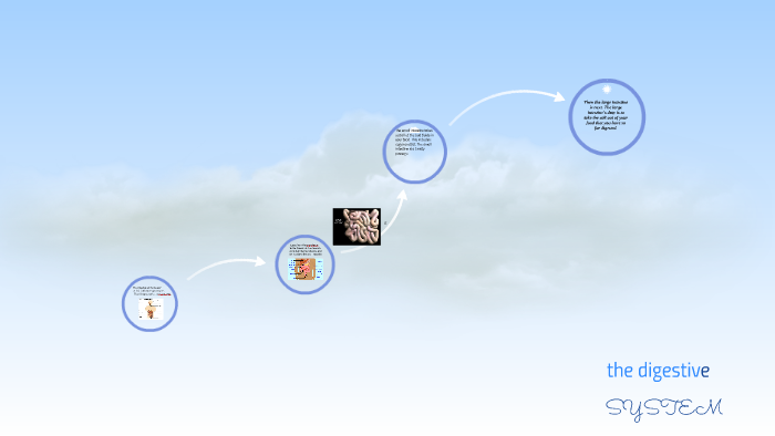 The digestive by hannah toms on Prezi