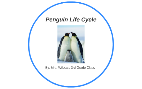 Little Penguins (Kororā) Life Cycle