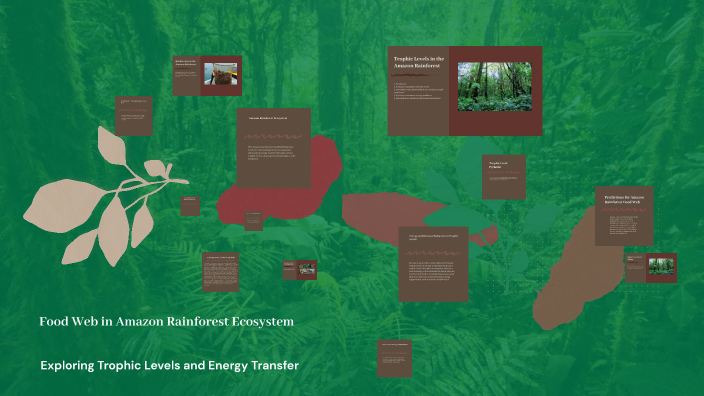 Food Web in Amazon Rainforest Ecosystem by Ashley Langford on Prezi Biology Diagrams
