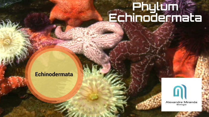 Phylum Echinodermata by Alexandre Miranda on Prezi