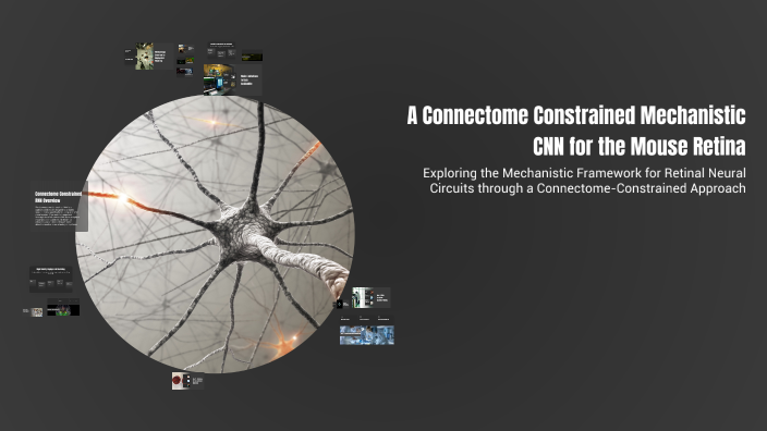A Connectome Constrained Mechanistic CNN for the Mouse Retina by Agnese ...