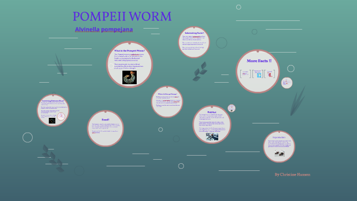 where do pompeii worms live