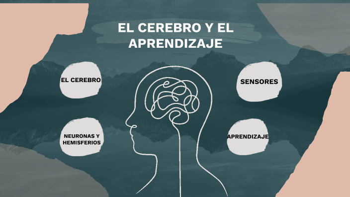 EL CEREBRO Y EL APRENDIZAJE by JUAN MATEO MENESES CEDEÑO on Prezi