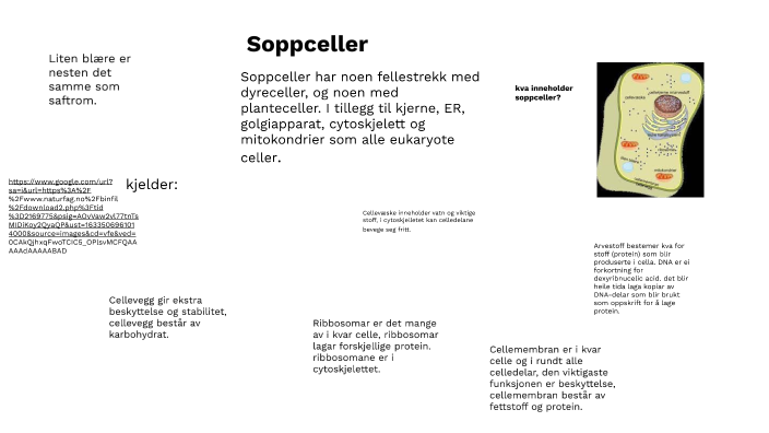 soppceller-by-vilde-halle-on-prezi