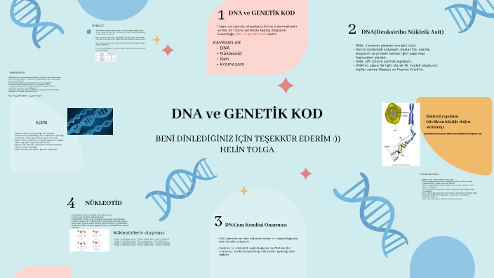 DNA and Genetic Code by HELİN TOLGA on Prezi