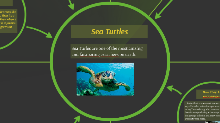 Sea Turtles by Alexander Ashcrafta on Prezi
