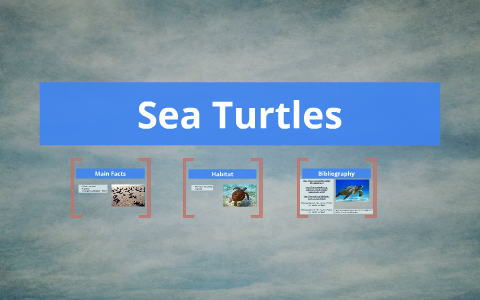 Sea Turtles by Annie Goodyear on Prezi