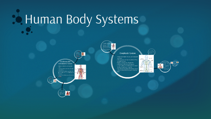 Human Body Systems by alex guziak