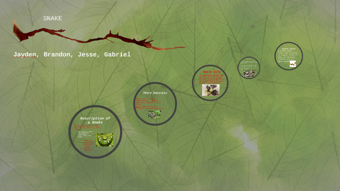 Life Cycle of a Snake by danielle burton on Prezi
