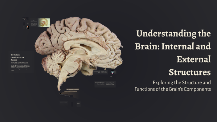 Understanding the Brain: Internal and External Structures by Allanna ...