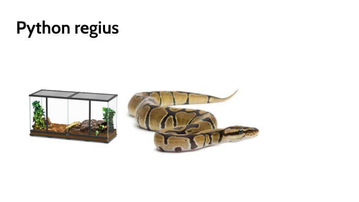 python regius by quentin franssen on Prezi