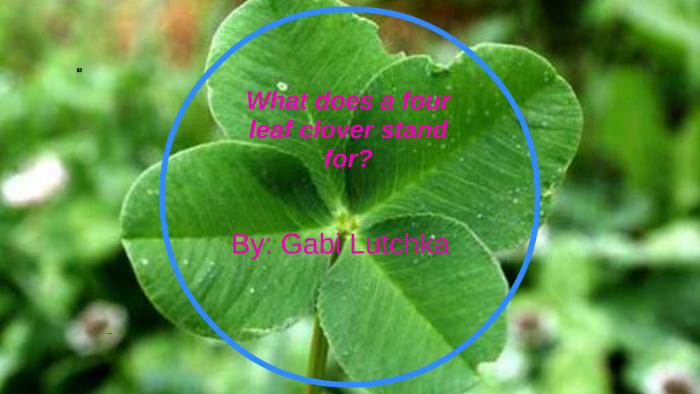 what-does-a-four-leaf-clover-stand-for-by-gabi-lutchka