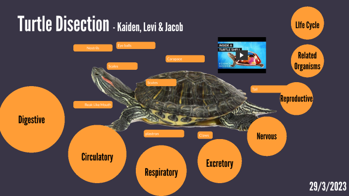 Turtle by Kaiden Harvey on Prezi