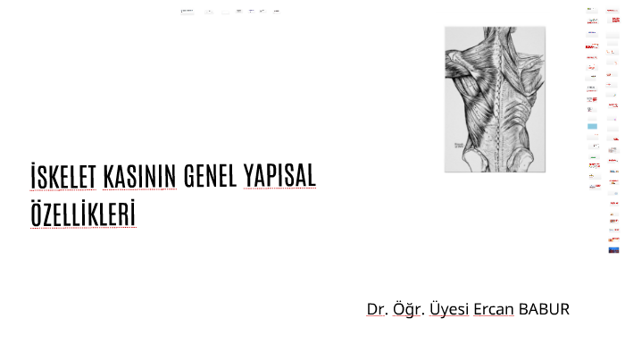 Iskelet Kasinin Yapisi Genel Ozellikler By Ercan Babur