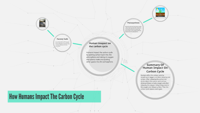 How Humans Impact The Carbon Cycle by Lilly Nguyen on Prezi