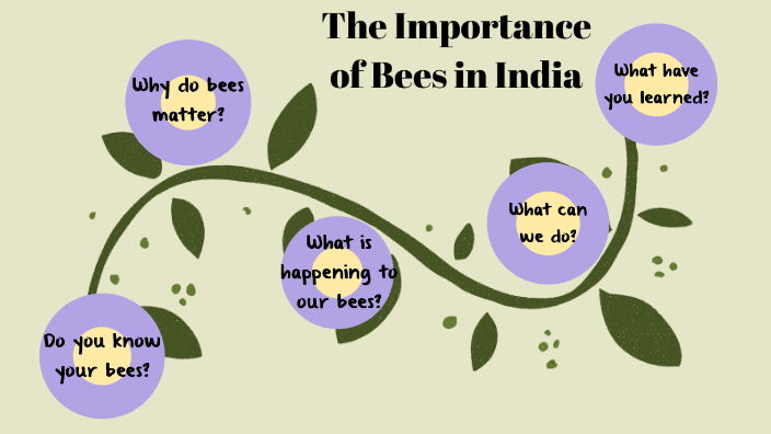 The Importance of Bees in India by Halle Randall on Prezi